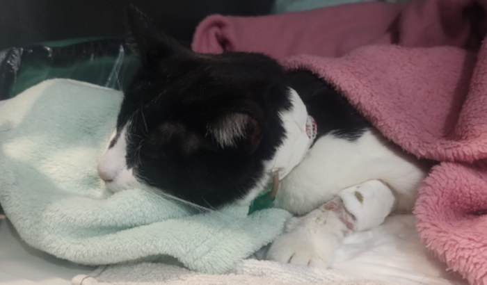 Ajude nas despesas da Jolie