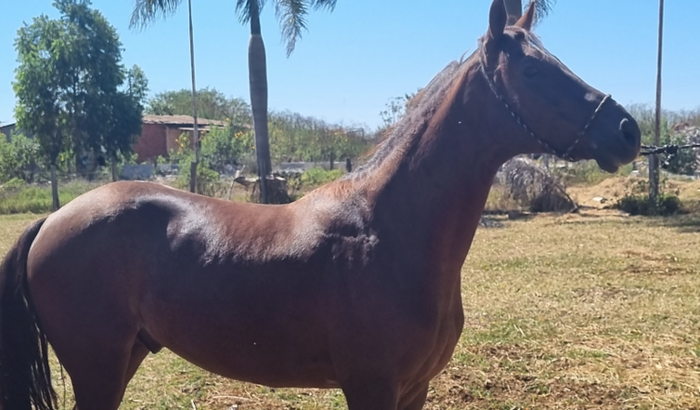 Vaquinha para comprar um cavalo que irá para abate se não for comprado