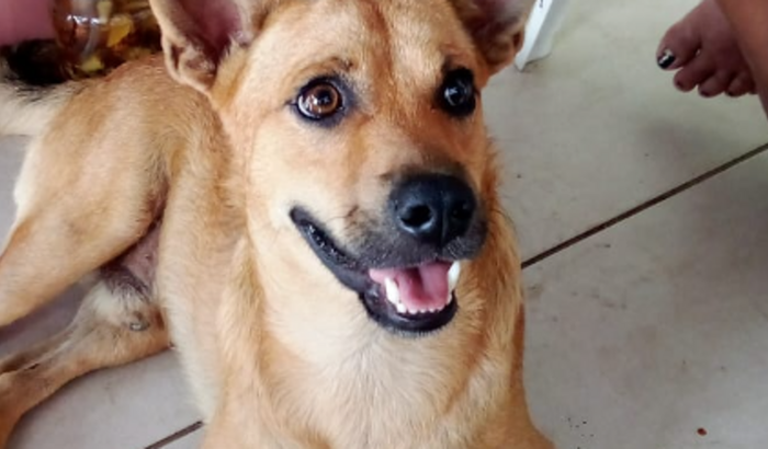 Ida ao veterinário para o Caramelo