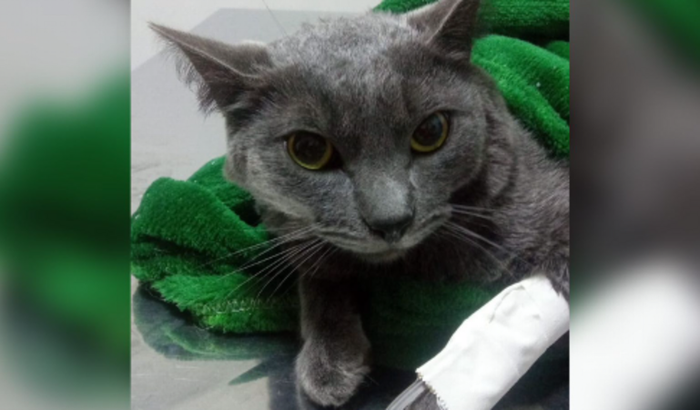 Vaquinha do pão de mel