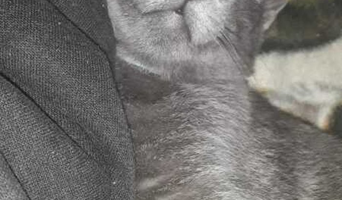  meu gatinho Ton 