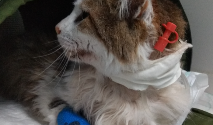 Salvar a vida do Shoyu