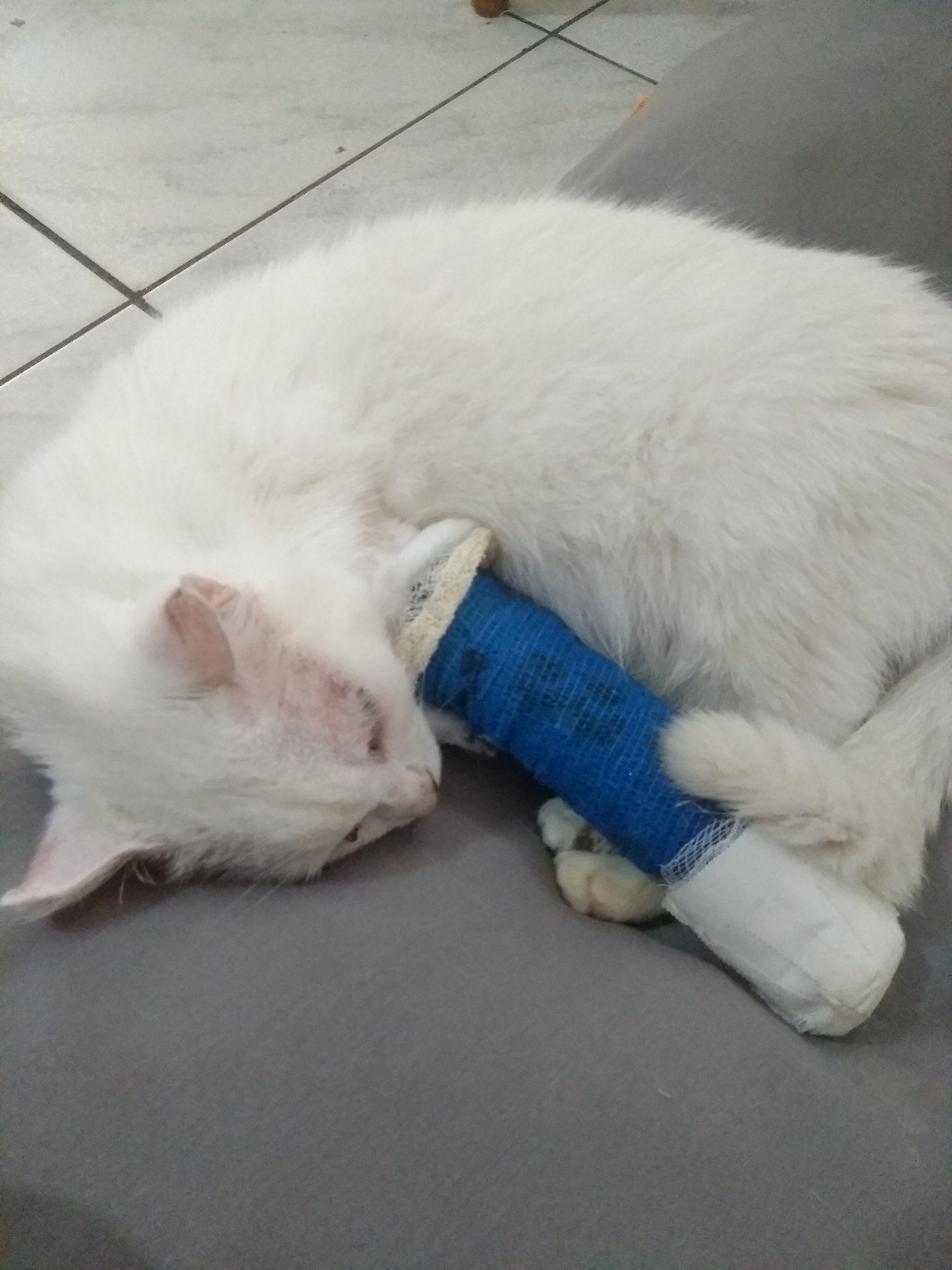 Gatinho da Vó