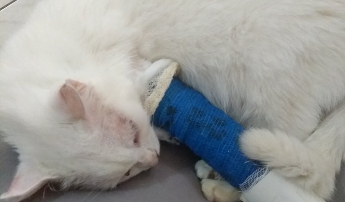 Gatinho da Vó