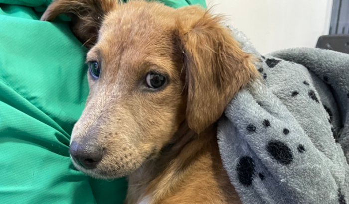 Tratamento da Sofia - Cadelinha Espancada