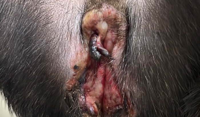 CIRURGIA RECONSTRUÇÃO 