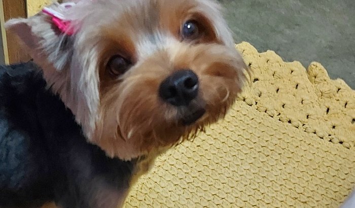 Ajude no  tratamento da Belinda 