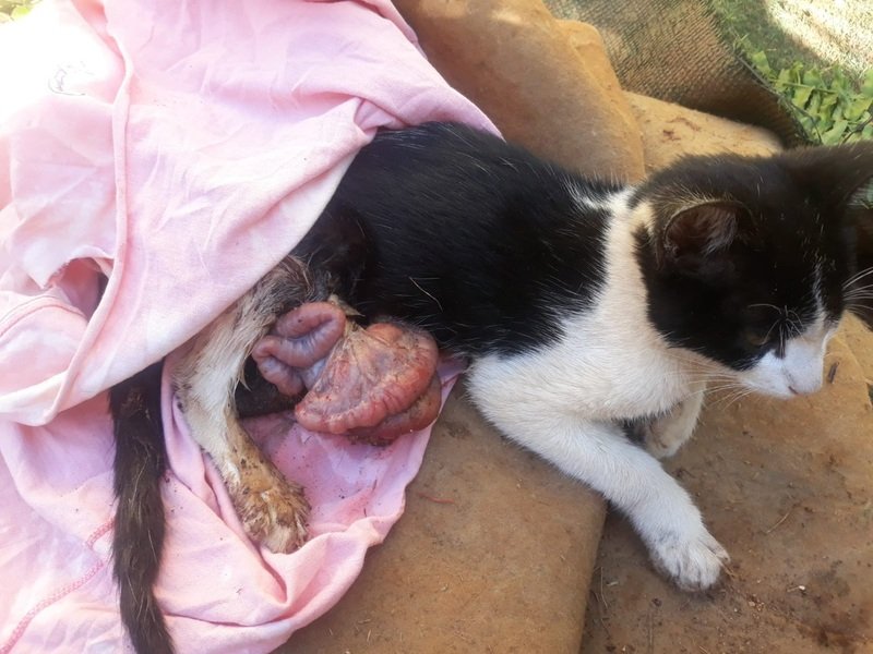 imagem da vaquinha Ajude o Príncipe