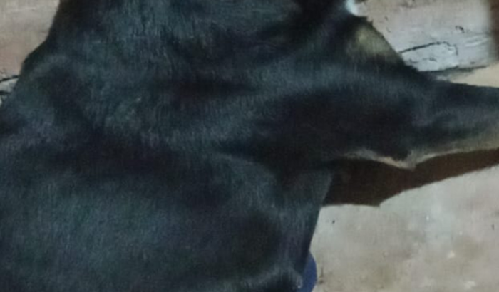 Ajudar a cachorra  pretinha que teve uma fratura no fêmur.e precisa fazer uma cirurgia pra amputar a perna