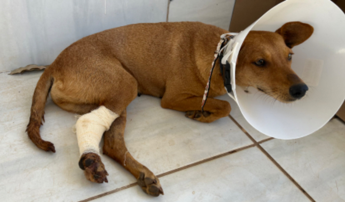 Cirurgia de fratura exposta da pet raposinha