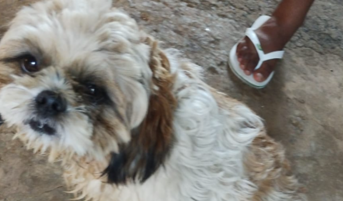 ajudar o cachorrinho bento fazer um cirugia no quadril.