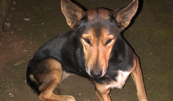 Ajuda com custos veterinarios para uma cachorrinha.