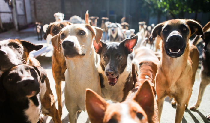 Ajuda de abrigo de cachorros