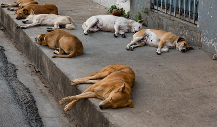 Cachorros de rua