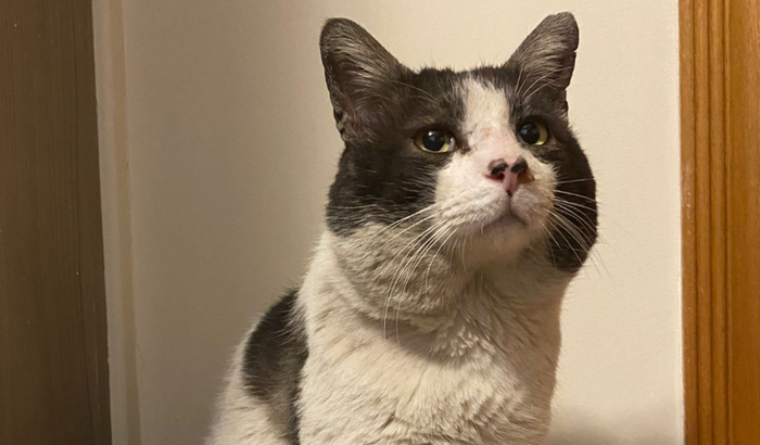 Ajuda para o Fofão! Gatinho dócil que precisa de um lar.