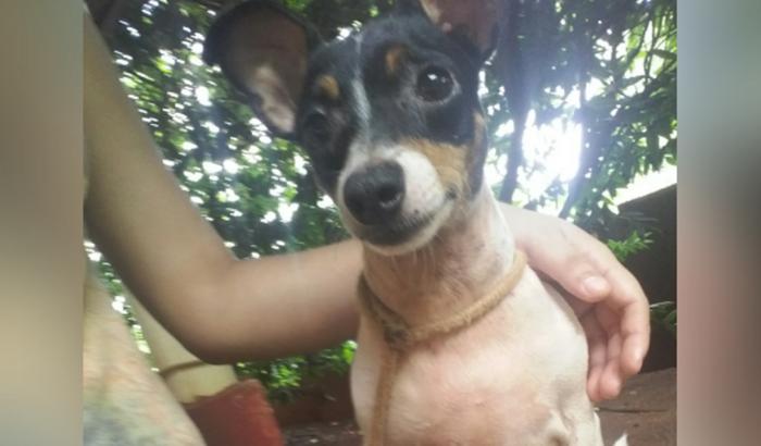 Ajuda no tratamento da pequena minha cachorrinha 