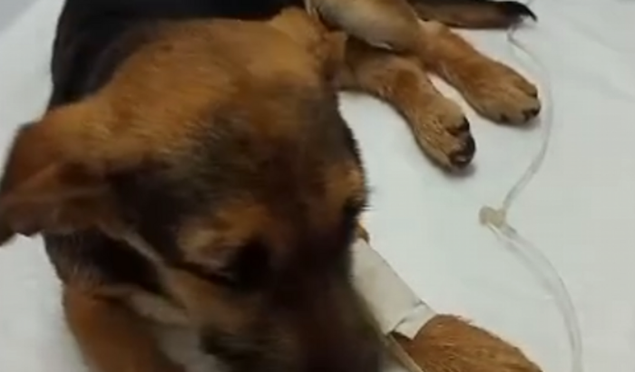 Todos pelo cisquinho