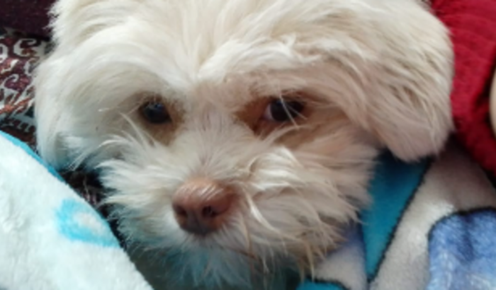 Skol precisa de ajuda