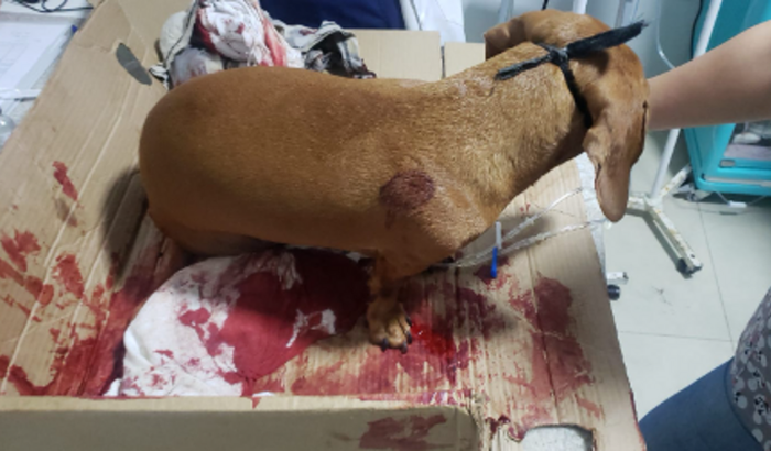 Ajudem a Cacau foi atacada por um Pitbull