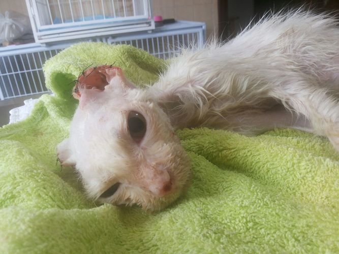 imagem da vaquinha Ajude a gatinha Larissa