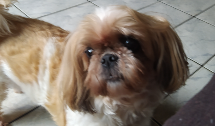 Cirurgia da minha cachorra, Poly