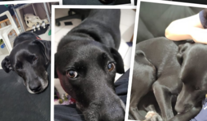 Vaquinha pra salvar meu cãozinho Bituca