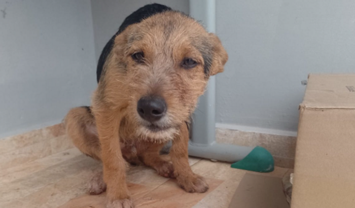 Ajude o cachorrinho atropelado