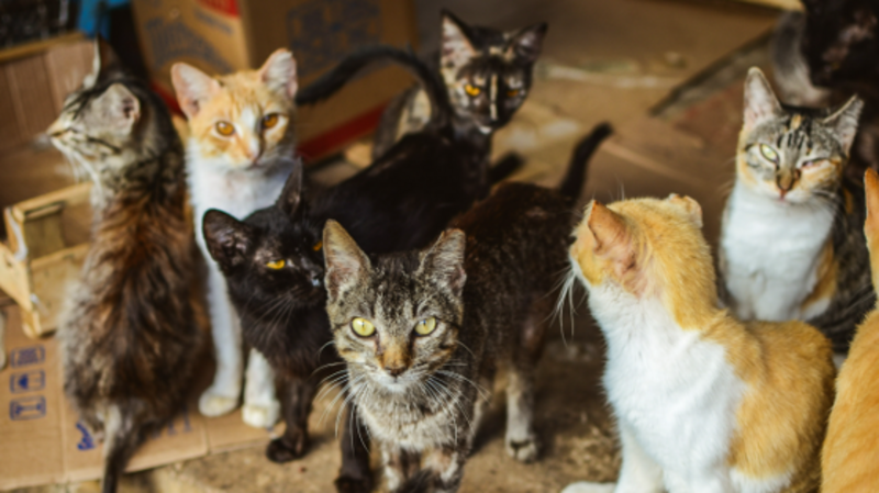 Ajude o Gatil Irmã Francisca a Não Fechar as Portas