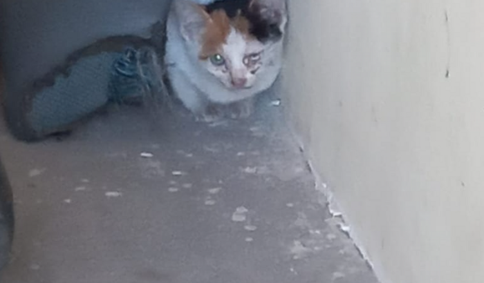 Cirurgia de uma gatinha resgatada 
