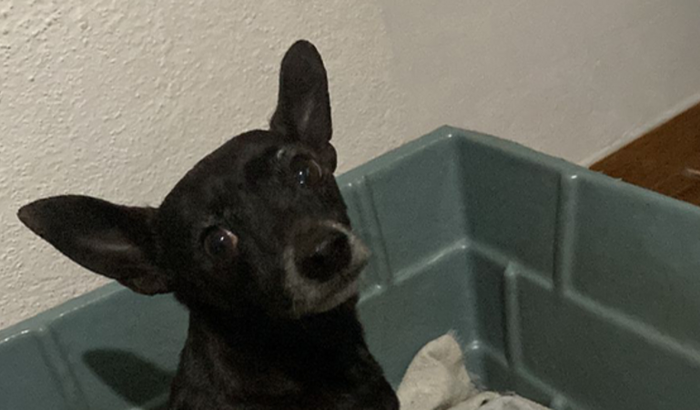 Ajudando o cãozinho resgatado da BR-040