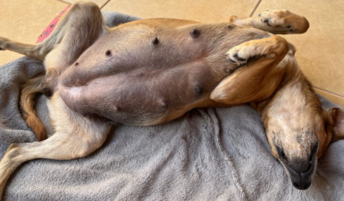 Ajudem na cesárea da Rubi🙏🐶