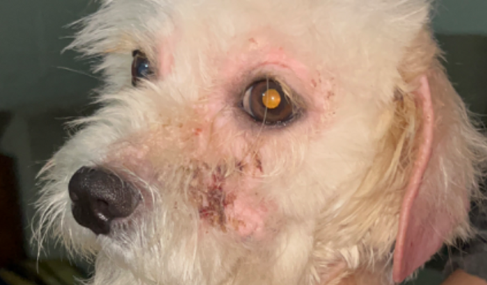 Ajude nosso Dog - Angel