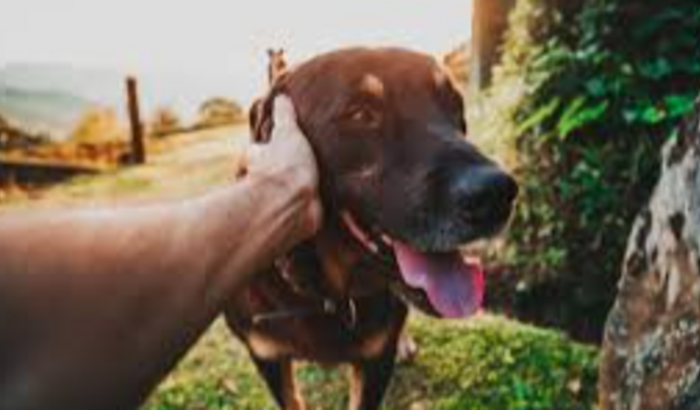 Caixa para atender animais de pessoas em vulnerabilidade 