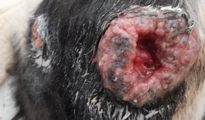 Cirurgia Snoopy (Tumores)