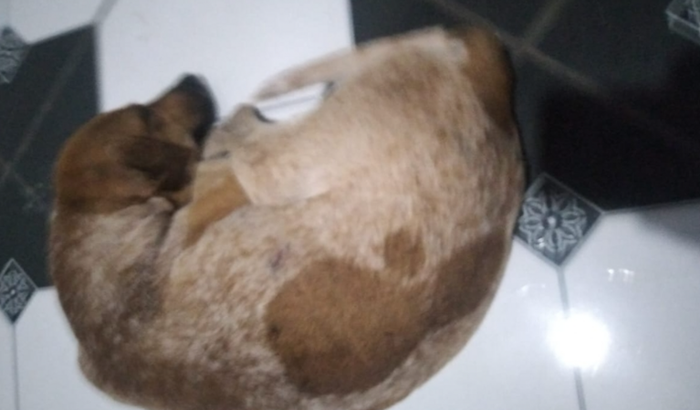 Ajudar os cão 🐕  que eu encontro nas ruas pra dar um lazer pra eles 
