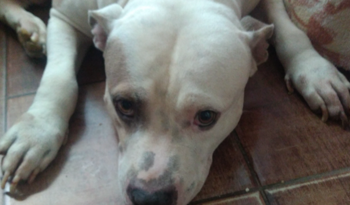 Cirugia do meu Bradok