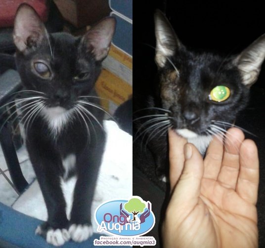 imagem da vaquinha DESPESAS COM OS ANIMAIS DA ONG  NO VETERINÁRIO.