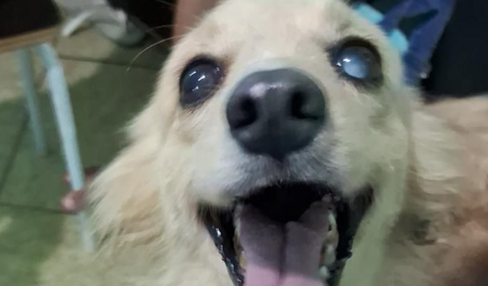 Ajude a bella, que está com cataratas