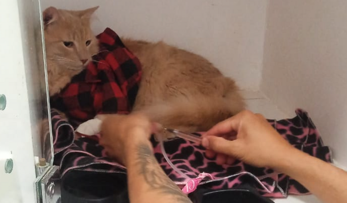 Vakinha do Gatinho Bobby