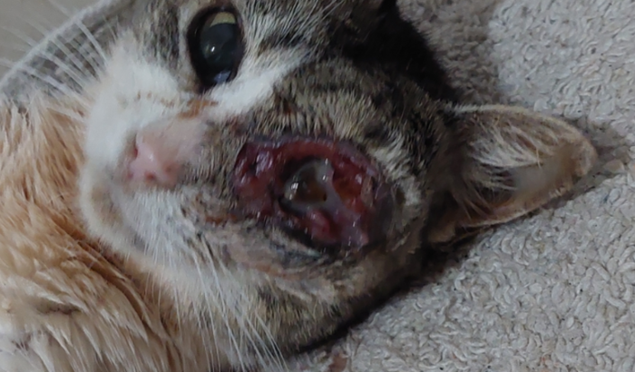Ajuda para xena gatinha abandonada com olho furado