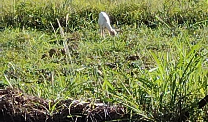 Agricultura regenerativa 