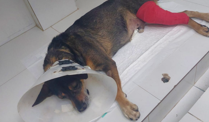 Cachorro atropelado - preciso de ajuda com os custos