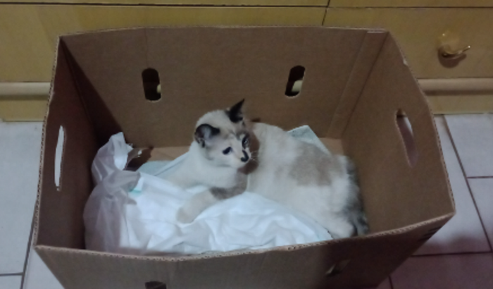 Ajude na cirurgia da Taylor (gatinha)