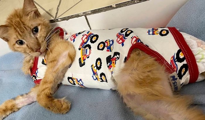 Para pagamento do Abrigo Davi