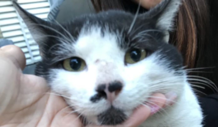Ajudar um gatinho que está correndo risco de vida 