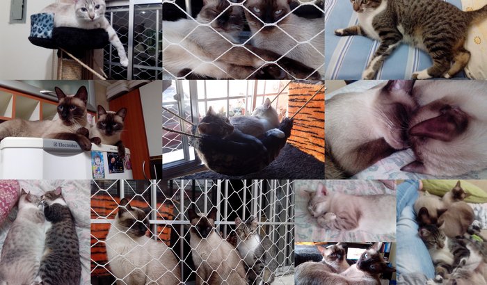Ajuda para meus gatinhos
