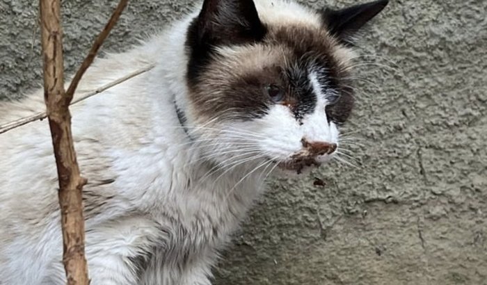 gatinho doente 
