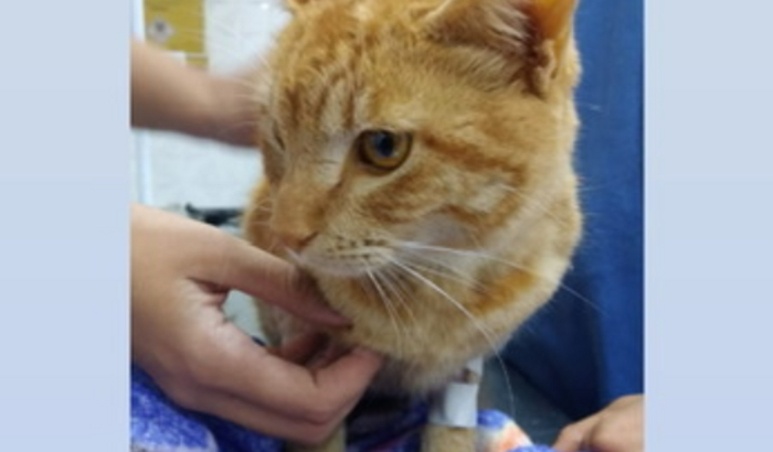 Ajude o Caramelo 🙏🥺