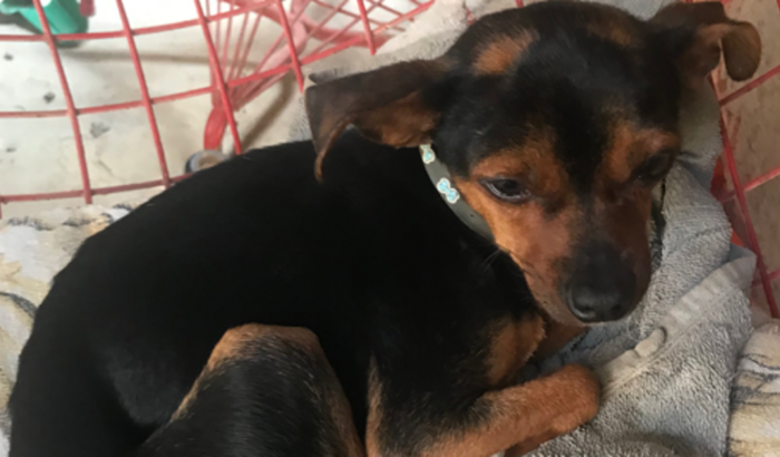Ajuda pra tratamento do cachorrinho bolinha