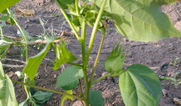 Ajuda para comprar equipamentos agrícola roçadeira, Bumba de Aqua, adubos oganico.